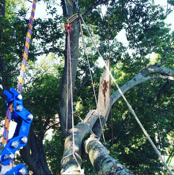 Tree storm damage removal service