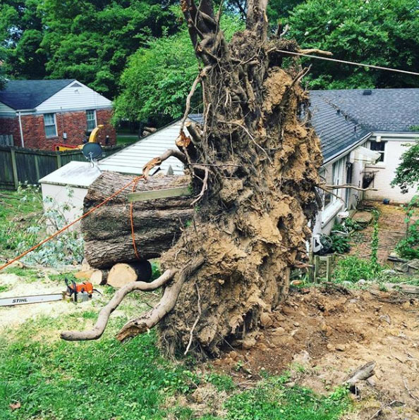 Tree stump grinding and removal