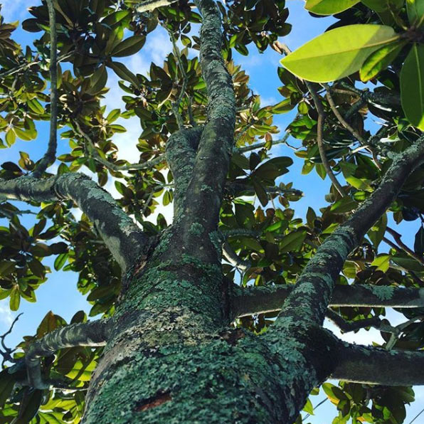Arborist performing tree health assessment